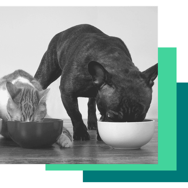 A dog and a cat are eating out of their food bowls